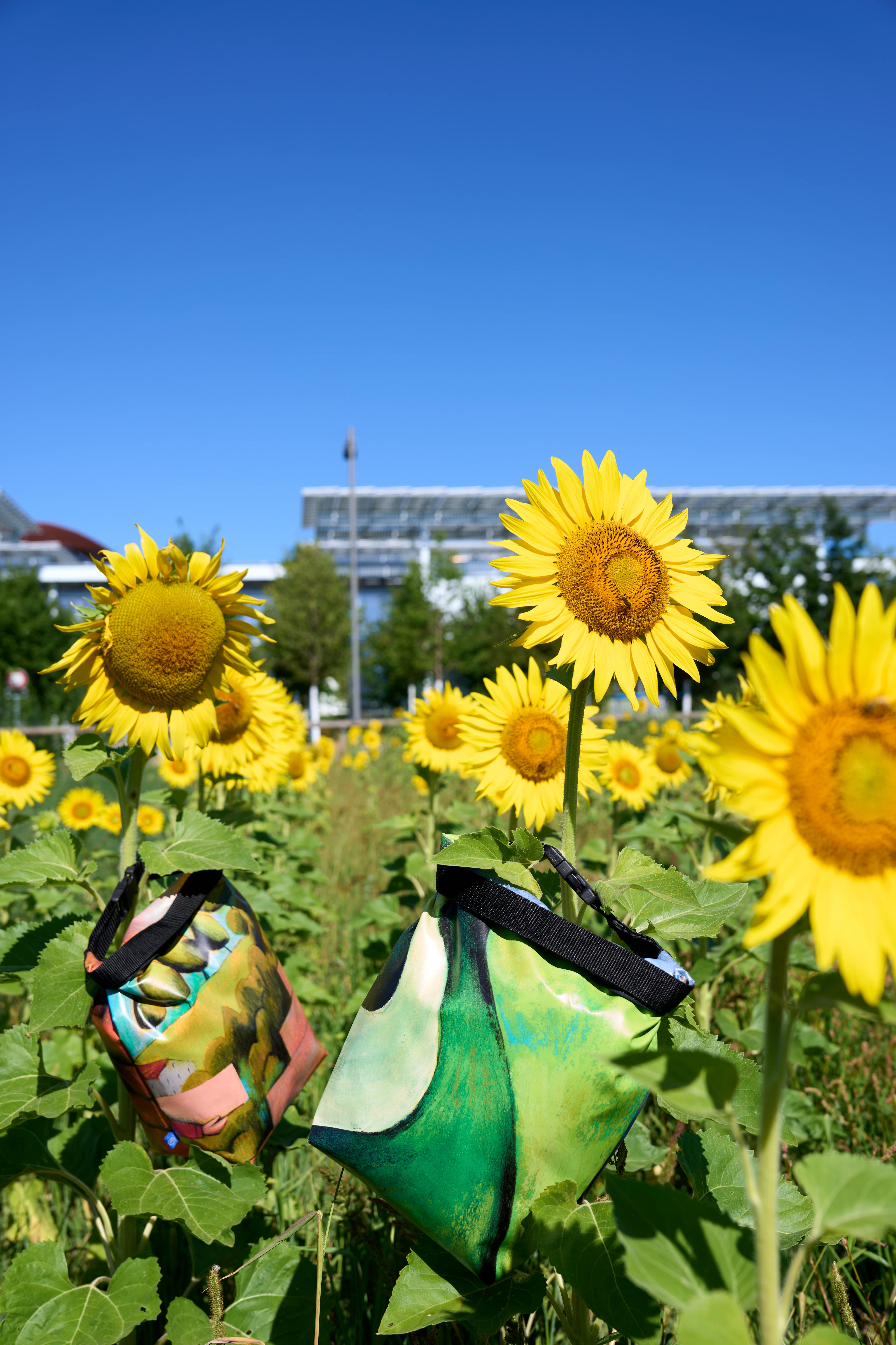 Shot of Lunch Bags in Field 